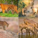 Which is the best month for the Rajasthan wildlife tour