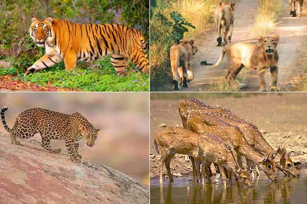 Which is the best month for the Rajasthan wildlife tour?