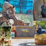 Discover the Perfect Timing to Explore Nahargarh Biological Park – A Wildlife Adventure Await!