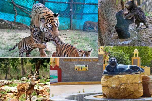 Discover the Perfect Timing to Explore Nahargarh Biological Park – A Wildlife Adventure Await!