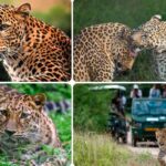 Beed Papad Leopard Safari in Jaipur