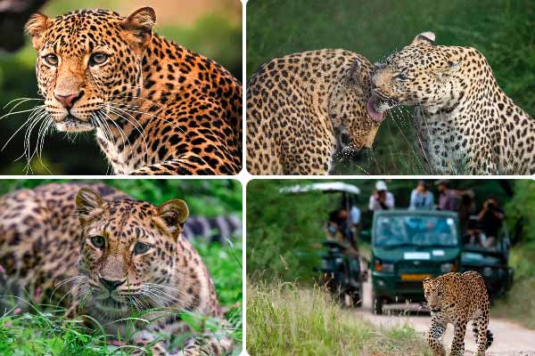 Beed Papad Leopard Safari in Jaipur
