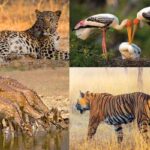 Rajasthan's Wildlife and National Parks A Guide for Nature Lovers