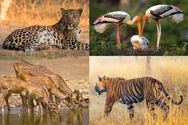 Rajasthan’s Wildlife and National Parks: A Guide for Nature Lovers