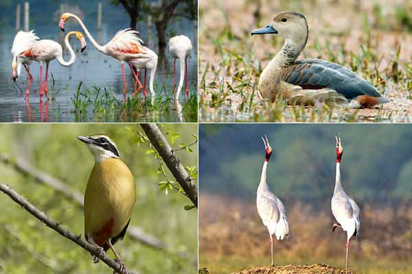 Best Bird Sanctuary in Rajasthan: A Smooth Guide to Keoladeo Ghana National Park