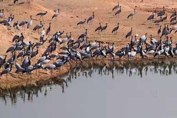 Places to Visit in Khichan: Rajasthan’s Magical Bird Village