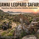 Jawai Leopard Safari Rajasthan Most Attractive Wildlife Destination