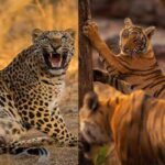 Rajasthan for Wildlife Lovers From Ranthambore to Jawai
