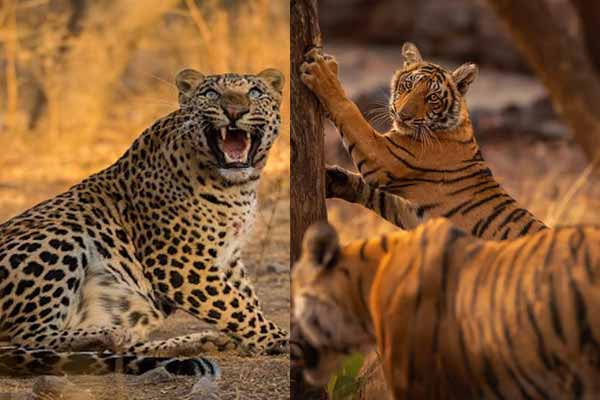 Rajasthan for Wildlife Lovers: From Ranthambore to Jawai