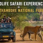 Wildlife Safari Experience in Ranthambore National Park
