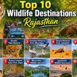 Top 10 Wildlife Destinations in Rajasthan: Best Time to Visit and Entry Fee Top 10 Wildlife Destinations in Rajasthan