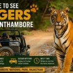 Where to See Tigers in Ranthambore: A Complete Guide to Tiger Sightings Where to See Tigers in Ranthambore