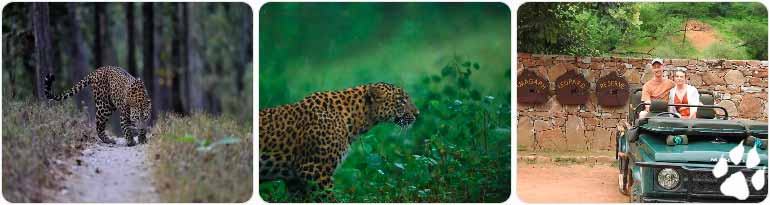 Best Places for Leopard Safari Rajasthan
