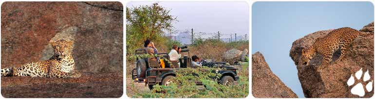 Best Places for Leopard Safari Rajasthan