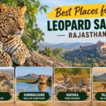 Best Places for Leopard Safari Rajasthan : Season, Safari Tips & Wildlife Experience Best Places for Leopard Safari Rajasthan