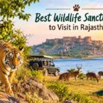 Best Wildlife Sanctuaries to Visit in Rajasthan Best Wildlife Sanctuaries to Visit in Rajasthan