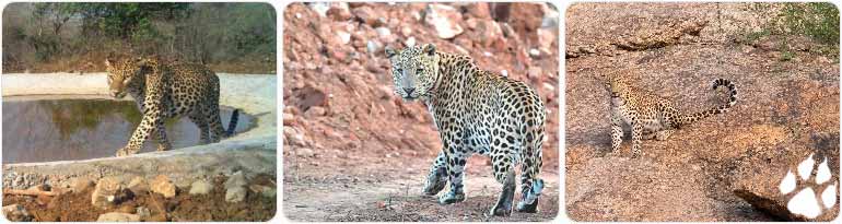 Best Places for Leopard Safari Rajasthan