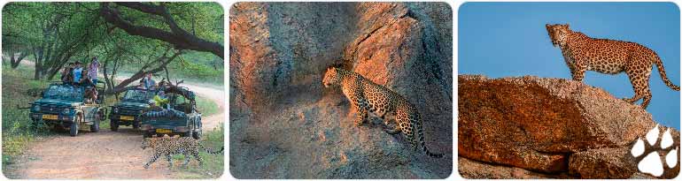 Best Places for Leopard Safari Rajasthan
