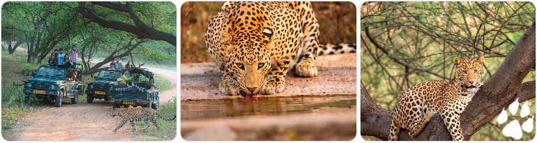 Best Places for Leopard Safari Rajasthan