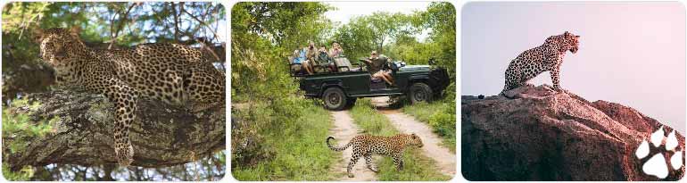 Best Places for Leopard Safari Rajasthan