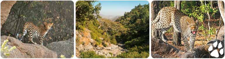 Best Places for Leopard Safari Rajasthan