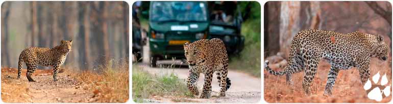 Best Places for Leopard Safari Rajasthan
