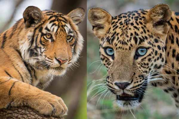 Best Nature and Wildlife Destinations in Rajasthan
