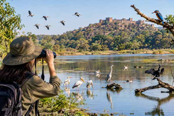 Bird Watching at Surwal Lake Ranthambore