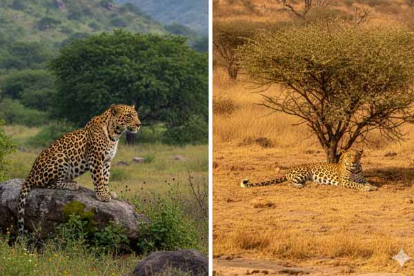 Jawai Leopard Safari Travel Guide
