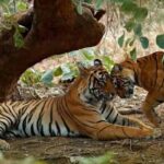 Mukundara Tiger Reserve Kota