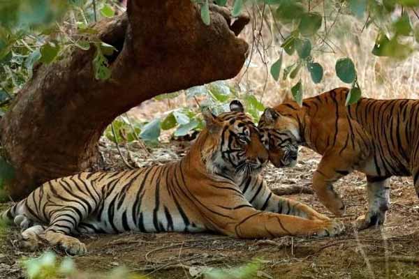 Mukundara Tiger Reserve Kota
