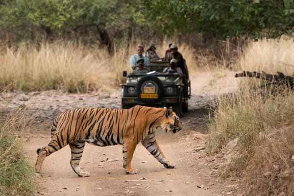 Ranthambore Tourism – Complete Travel Guide