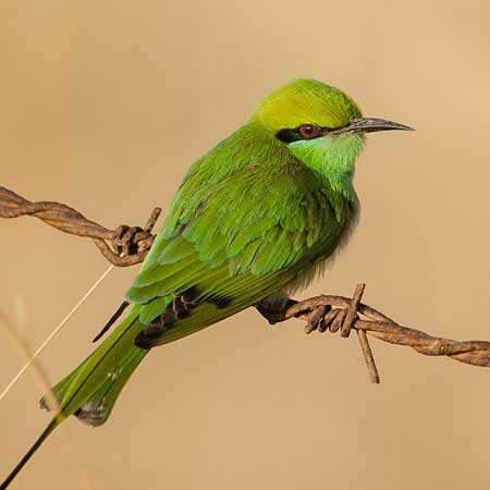 Bee-Eaters Desert National Park