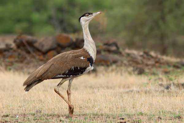 Birding in Desert National Park