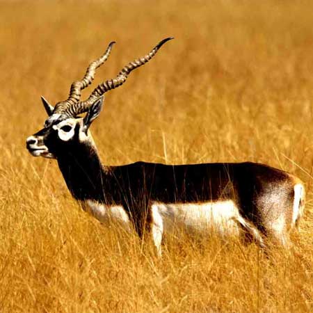 Blackbuck Desert National Park