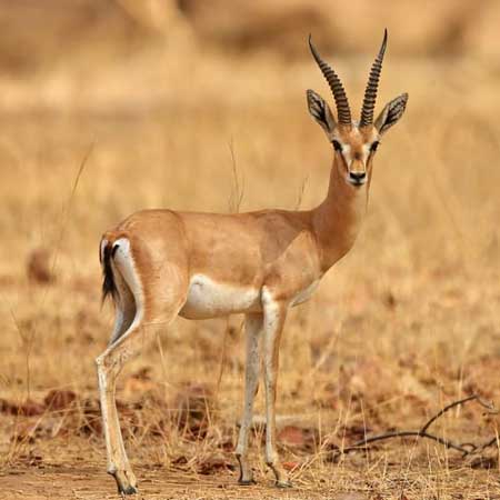 Rajasthani Folk Dance 
