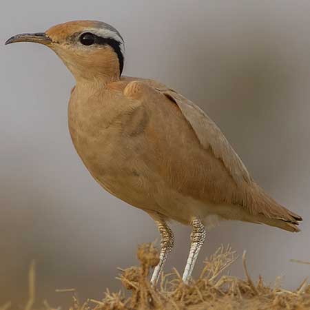 Cream Colored Courser Jaisalmer