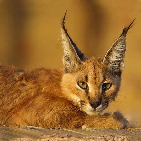 Desert Cat Desert National Park