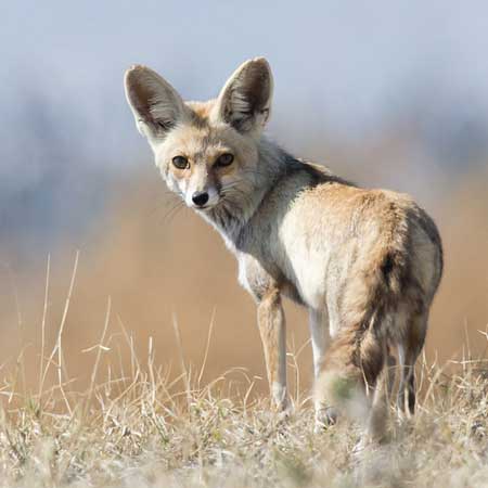 Desert Fox Desert National Park