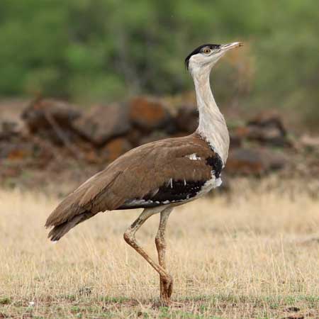 Desert National Park