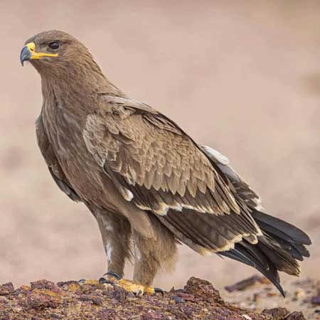 Eastern Imperial Eagle Jaisalmer