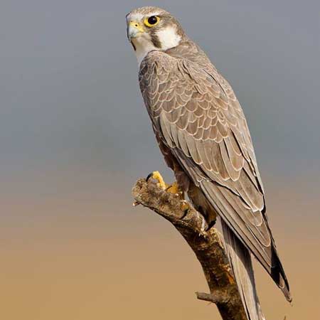 Falcons Desert National Park Jaisalmer