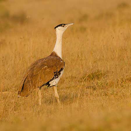 Great Indian Bustard Jaisalmer