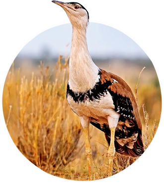 tripadvisor rajasthan