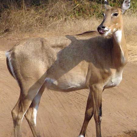 Nilgai Desert National Park