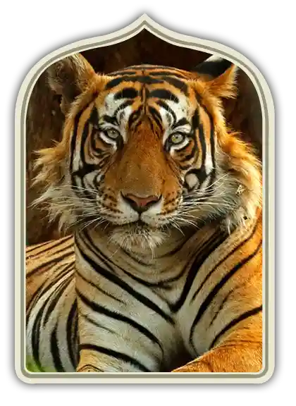 Jaipur to Ranthambore Tour Package