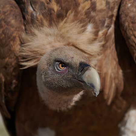 Vultures Desert National Park