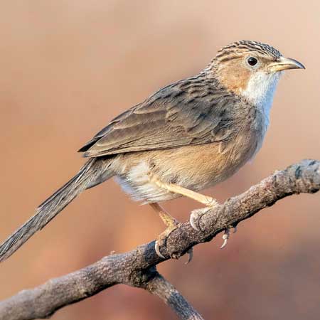 babblers jaisalmer desert park