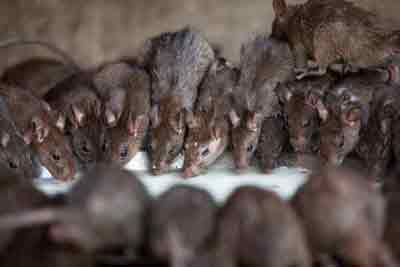 Jodhpur Jaisalmer Bikaner Rent a Car Hire