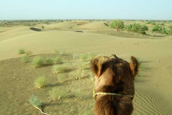 Desert Cultural Program in Jaisalmer